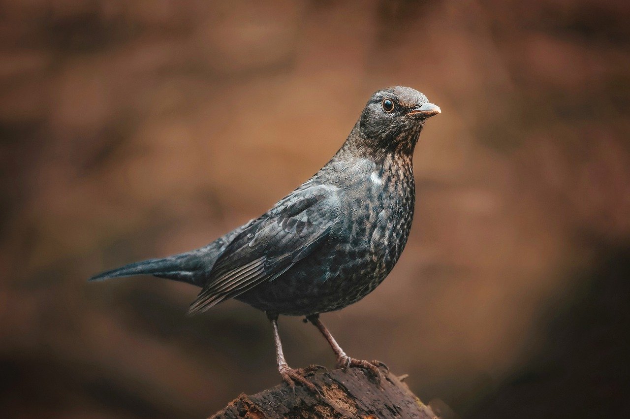 How Rapid Urbanisation Is Affecting Bird Species